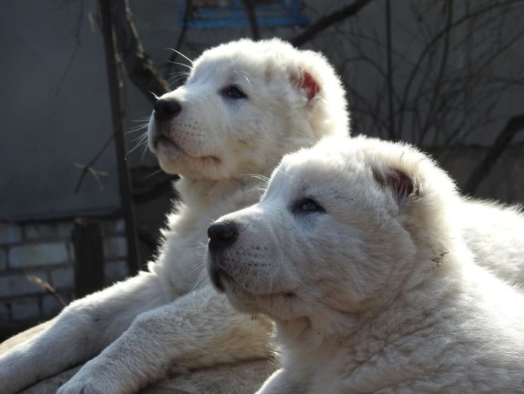 Туркменский алабай