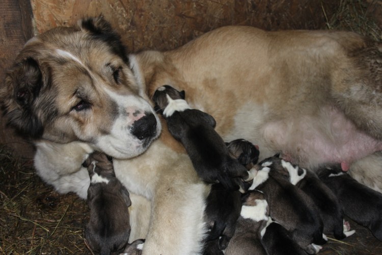 Маленькие кутята алабая