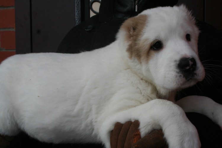 Фото новорождённых щенков сембернара