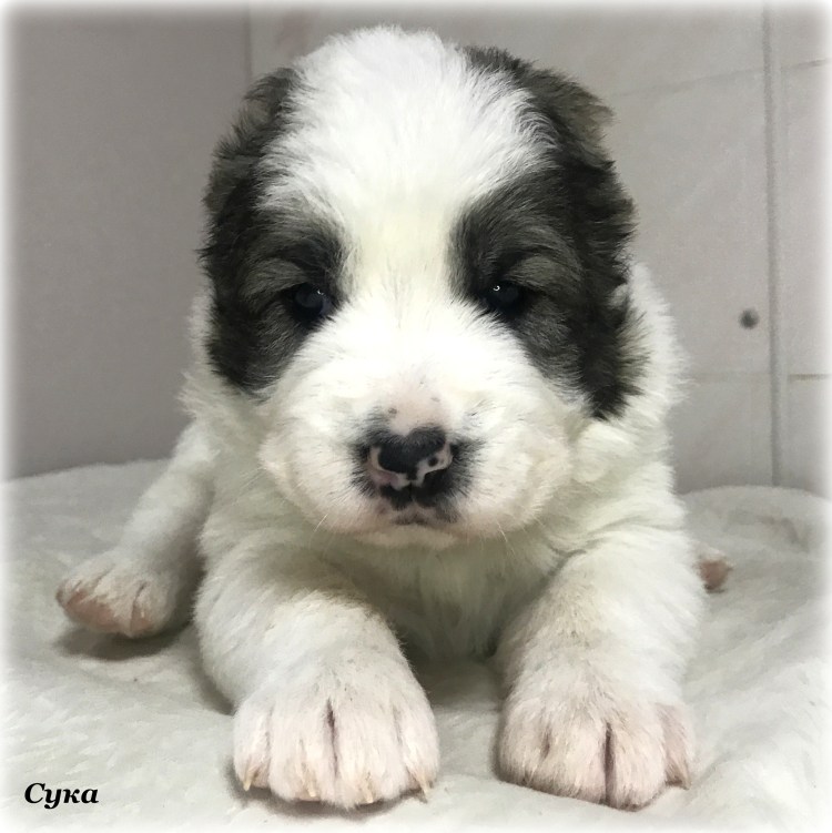 Щенок азиата 2 месяца