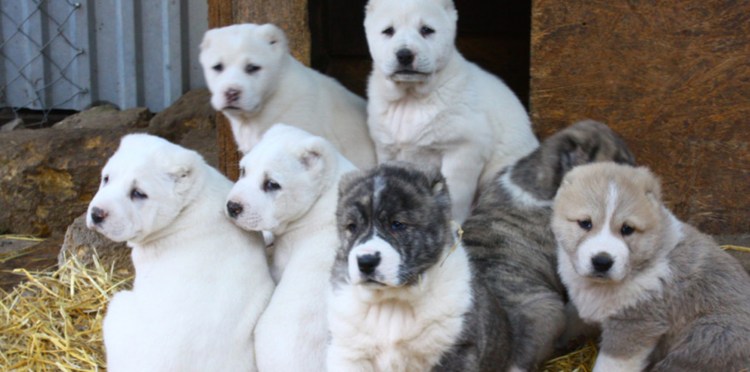 Питомник Туркмен кала щенки на продажу