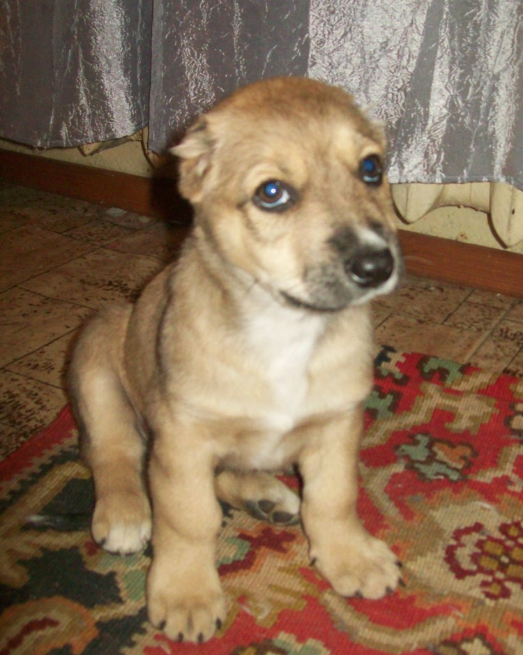 Собака звоночек порода