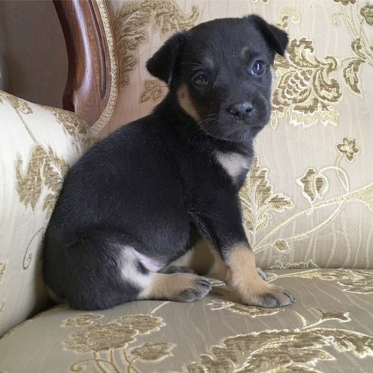 Двухнедельные щенки дворняжки