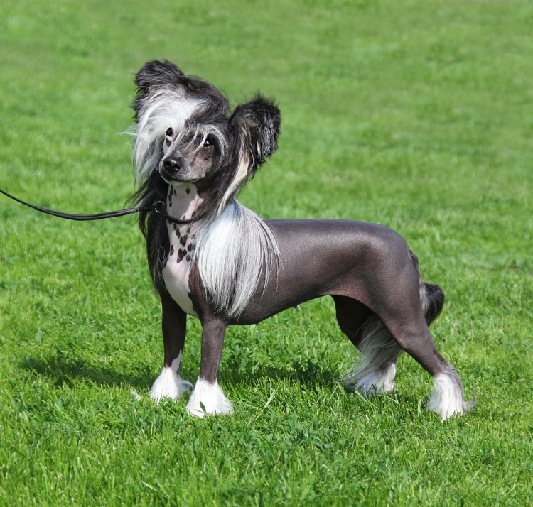 Вест хайленд Вайт терьер