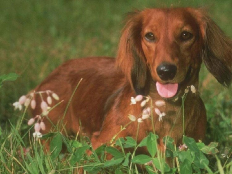 Лабрадор ретривер