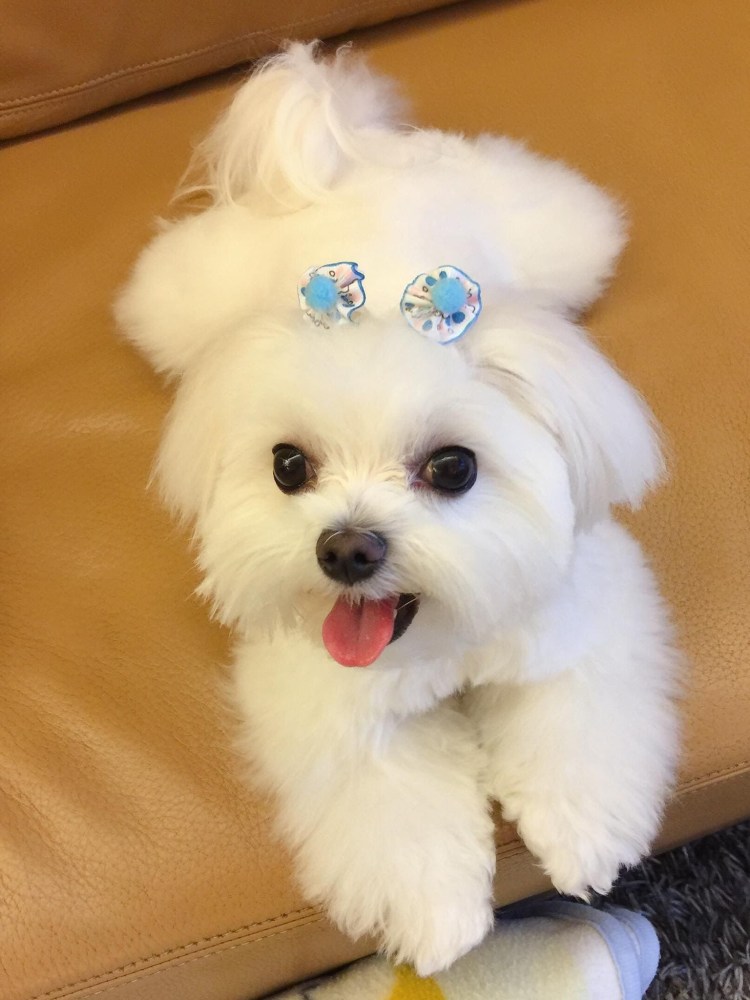 Китайская хохлатая