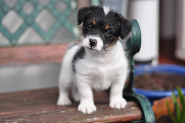 Щенок звонок порода