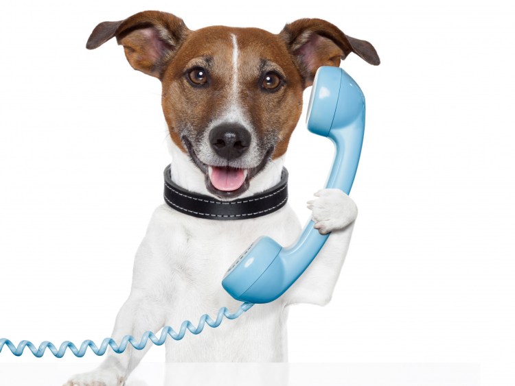 Терьер Йоркширский Малошерстный