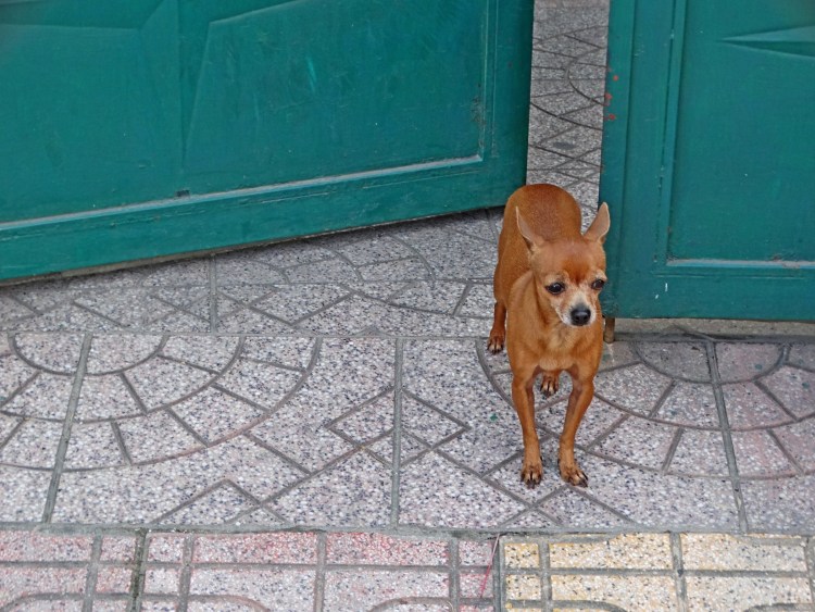 Маленькие собаки для двора звоночки