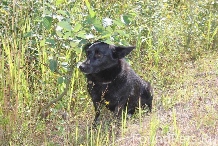 Собака звонок