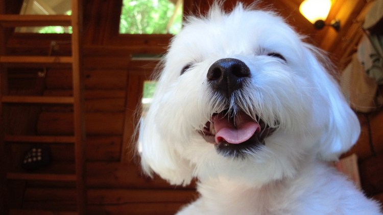 Спрингер спаниель щенки