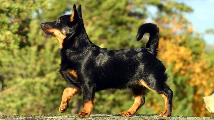 Собака-компаньон терьер