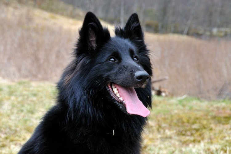 Название собак