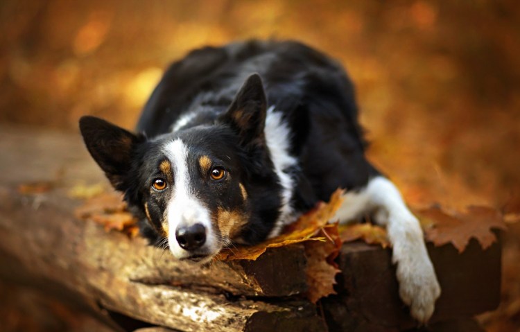 Метис Манчестерский терьер