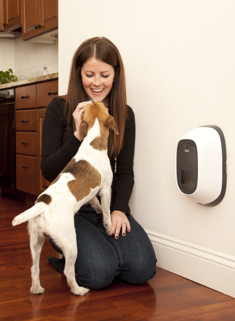 Бигль терьер гладкошерстный