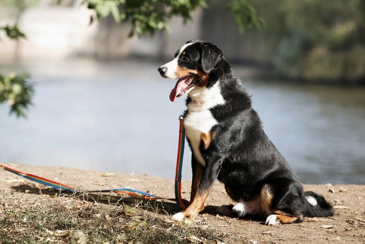 Зигельхунд порода собак