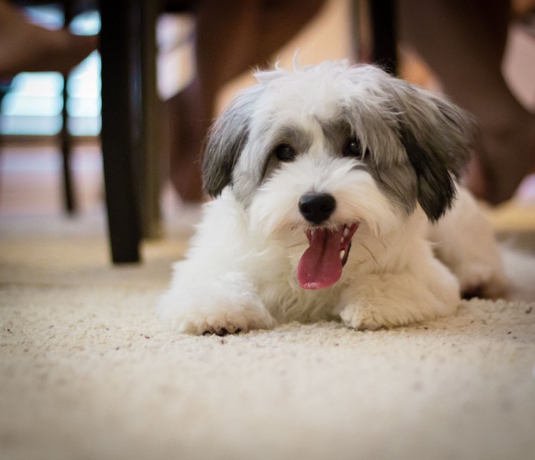Havanese Dog
