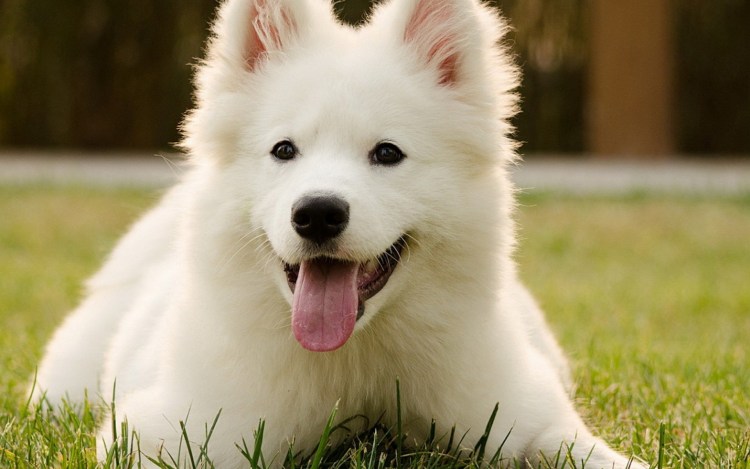 Бордер колли голова