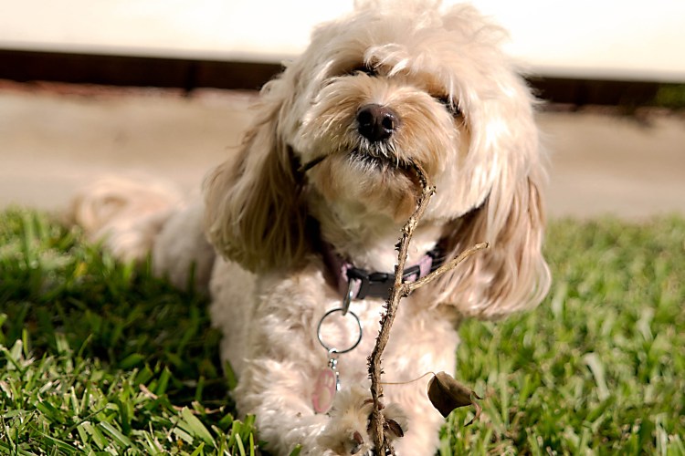 Порода собак лабрадор