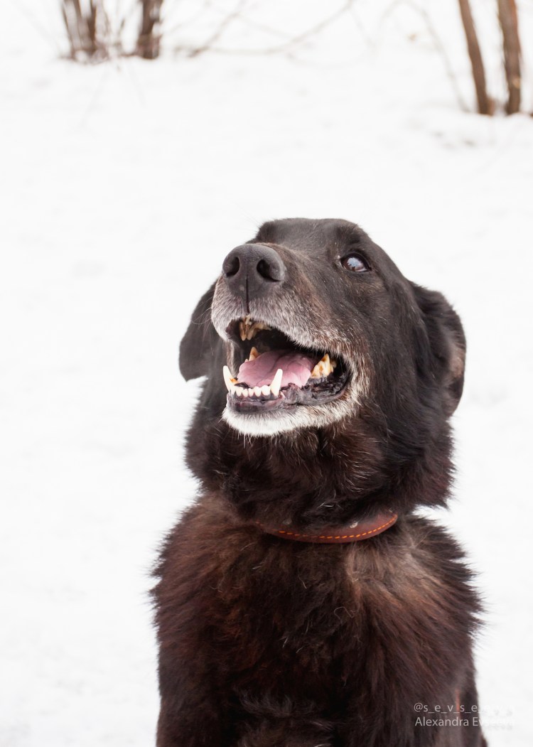 Порода взрослый пес балу