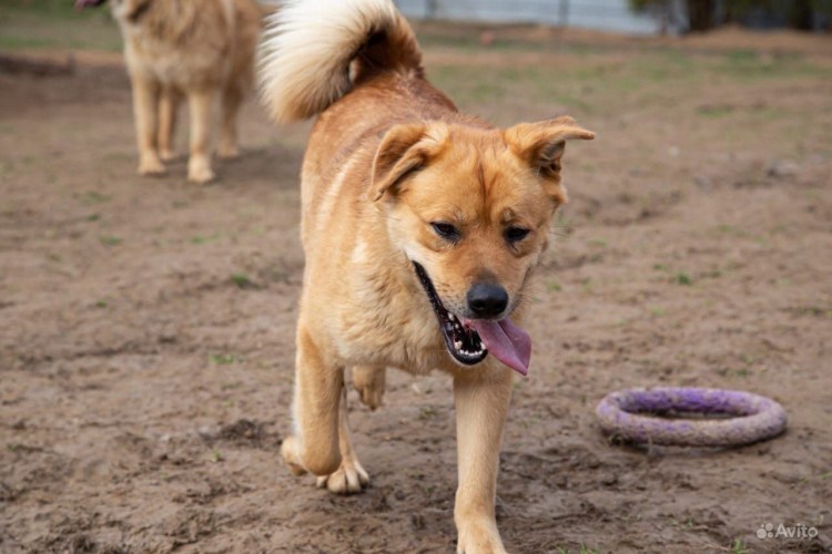 Пес путешественник