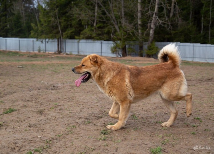 Балу собака фото