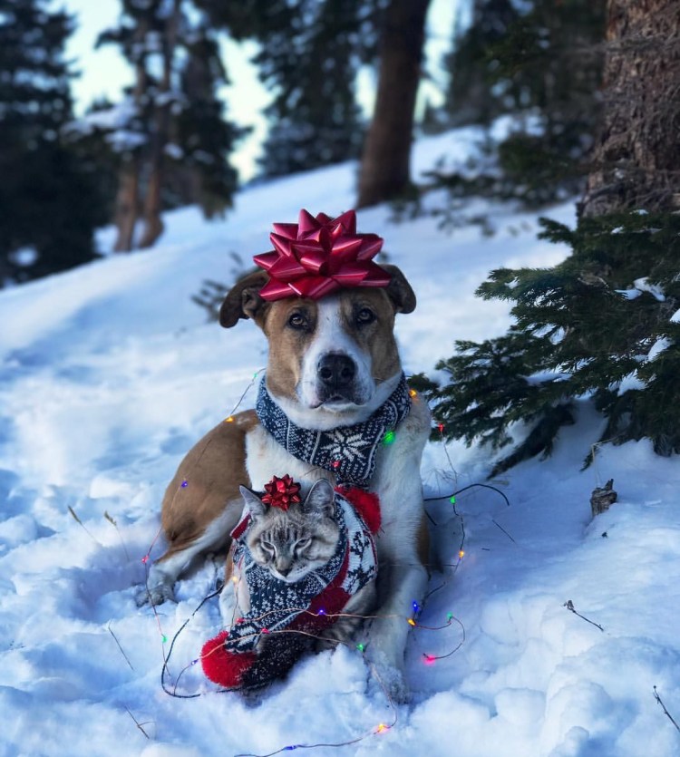 Кот балу и пес Генри путешественники