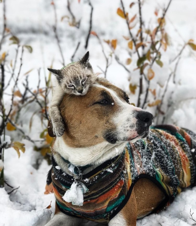 Пёс Генри и кот балу из Колорадо