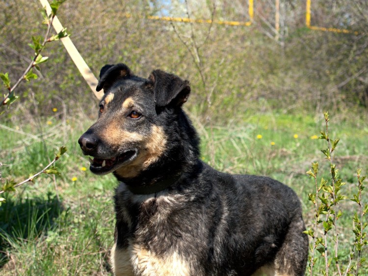 Хенри Колорадо дог