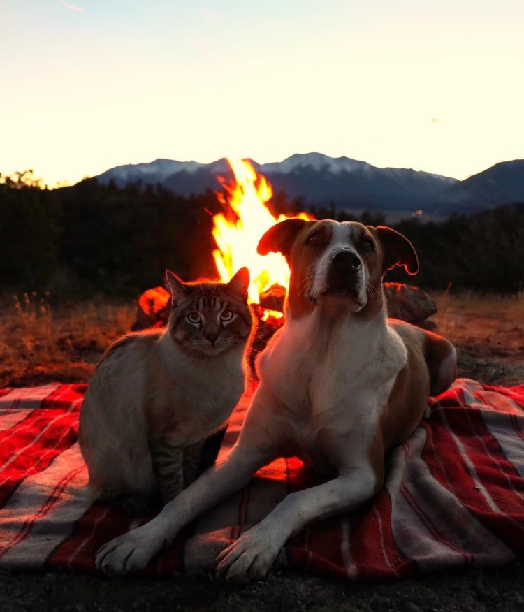 Пес Генри и кот балу