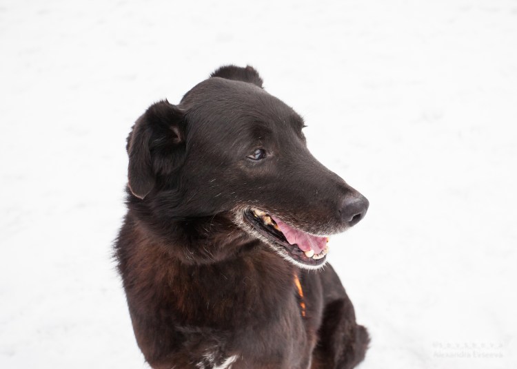 Балу собака