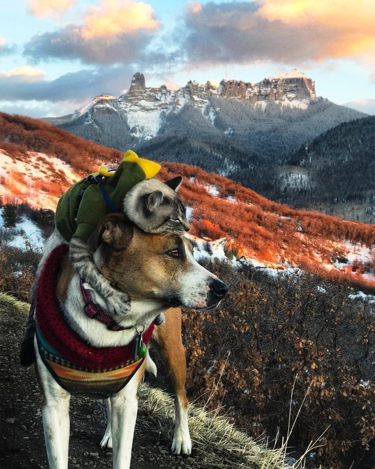 Пес Генри и кот балу