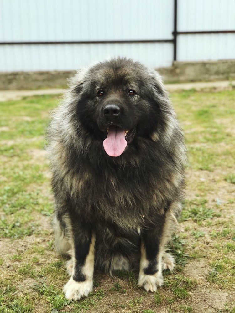 Балу собака