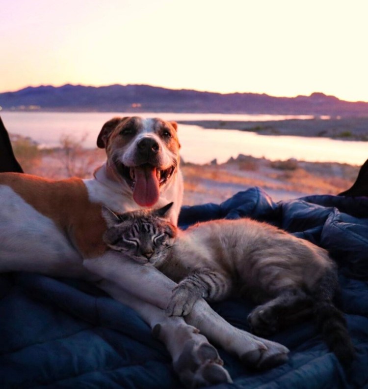 Кот балу и пес Генри путешественники