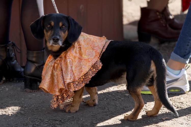 Прикольные костюмы для чихуахуа