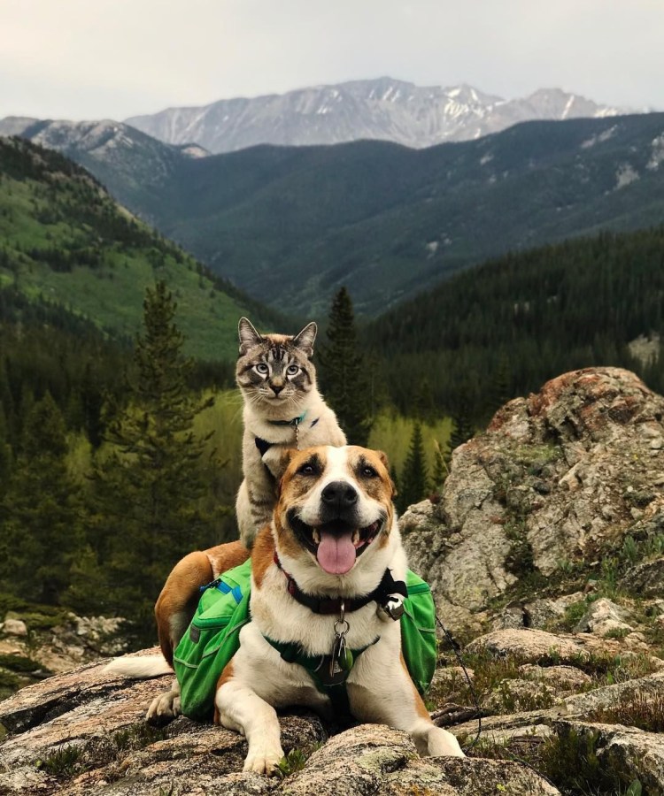 Пес Генри и кот балу