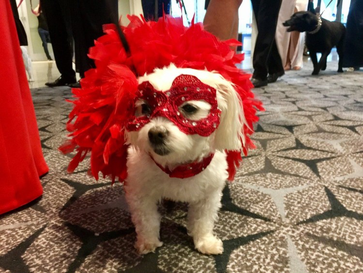 Пёс Генри и кот балу из Колорадо