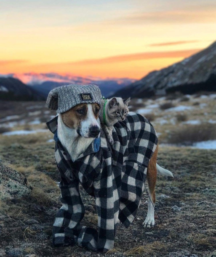 Пес Генри и кот балу