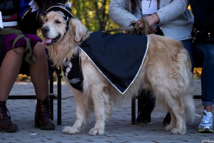Бал для собак джентльмены