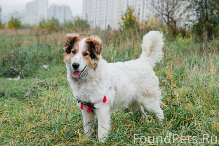 Такого пса балу