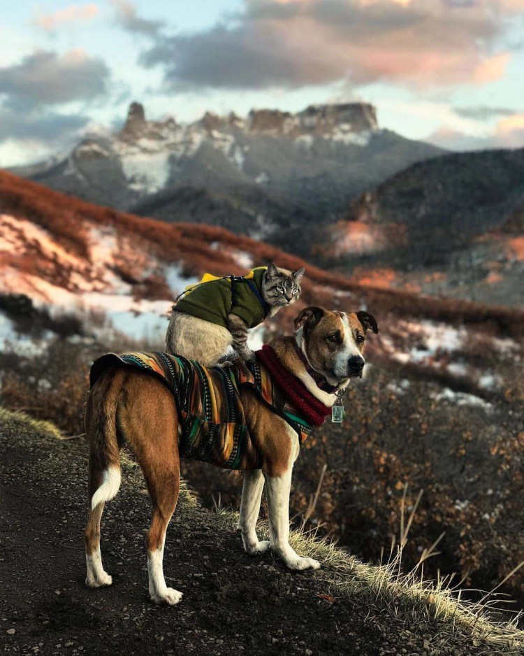 Маскарад для собаки