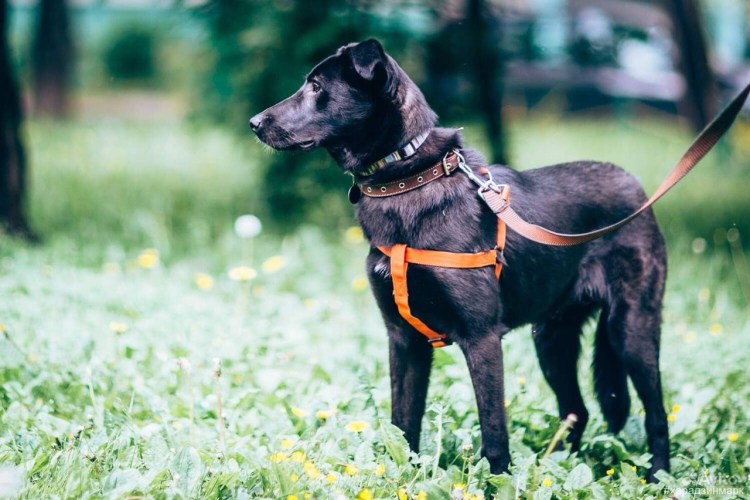 Балу собака