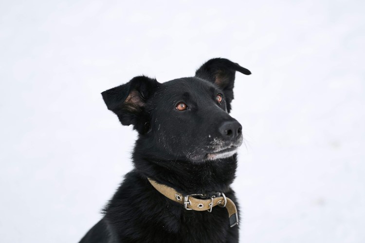 Балу собака фото