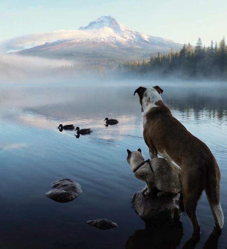 Пес Генри и кот балу