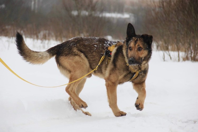 Пес балу приют