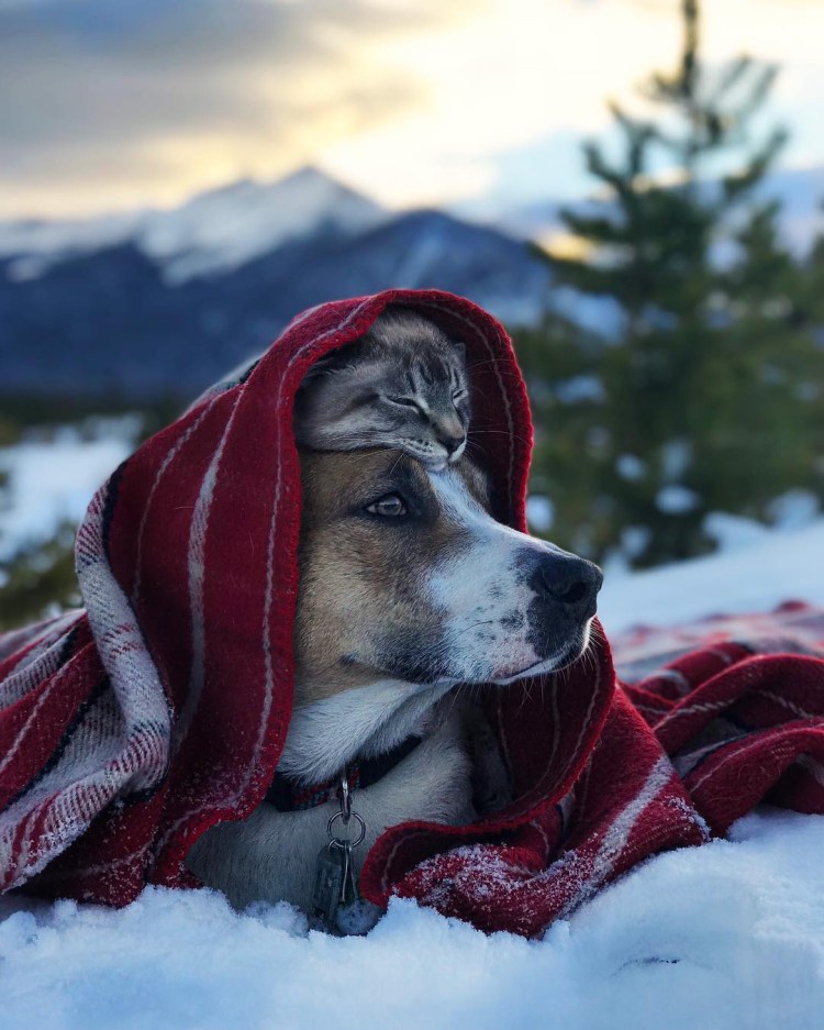 Кот балу и пес Генри путешественники