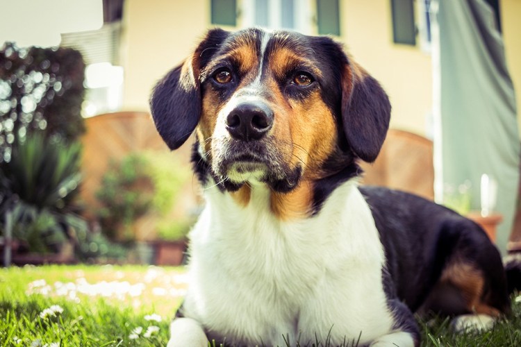 Кот балу и пес Генри путешественники