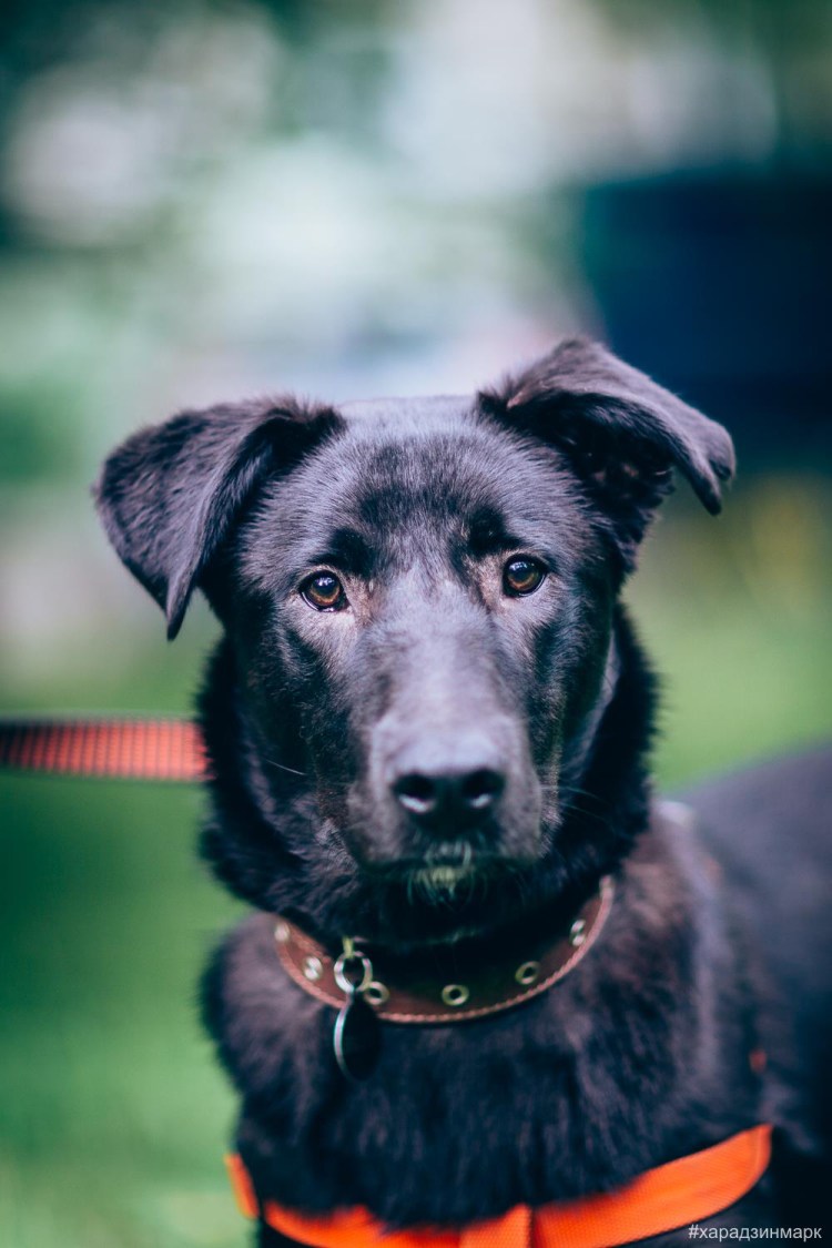 Собака меланхолик