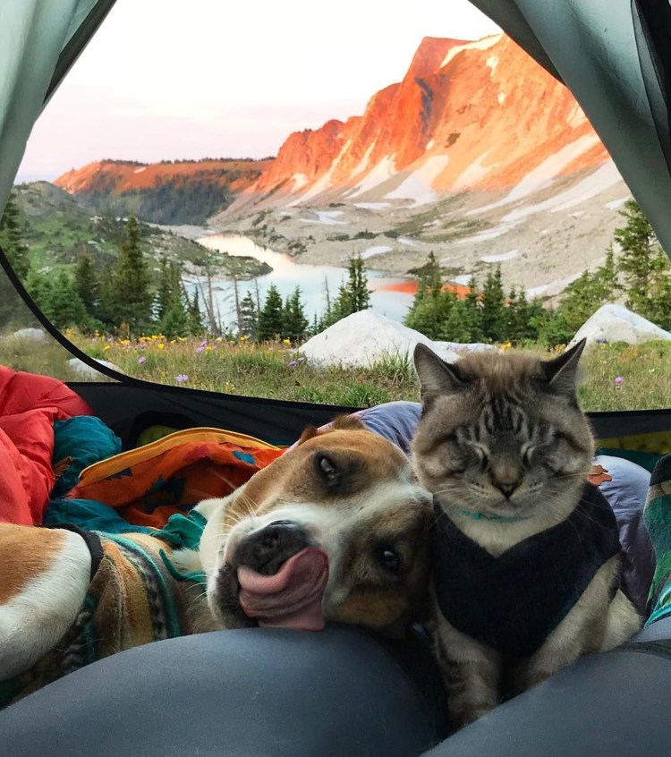 Кот балу и пес Генри путешественники