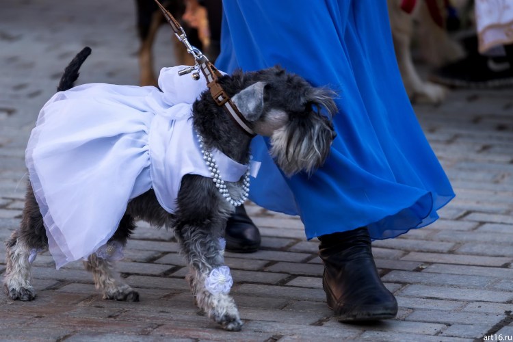 Балу собака